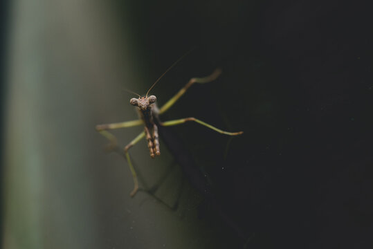 a portrait of a praying mantis