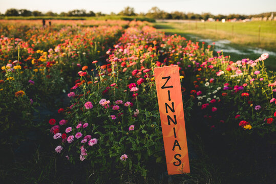 zinnias