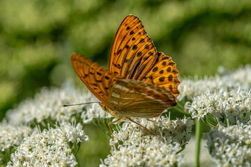 Close up of a Silver Washed Fritillary butterfly collecting nectar on a white flower in sunlight