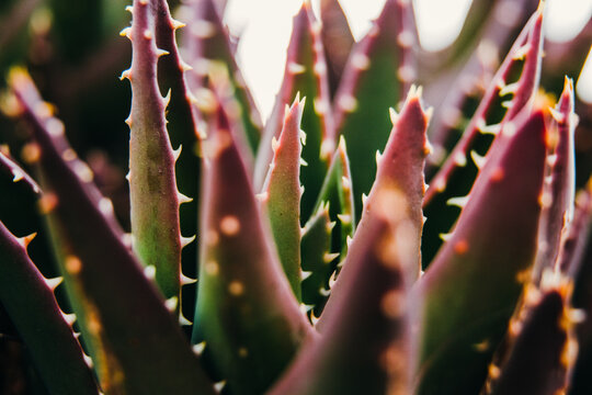 Aloe succulent plant with thorns macro close-up shot