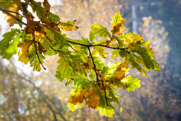 Oak leaves with yellow and orange  colors  in the autumn forest with a Deciduous colors and the sun shining into the camera through the trees and bushes