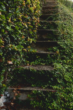 A serene and peaceful upwards stairway in the Tropical Jungle. Venezuela