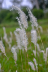 Fototapeta premium grass in the wind