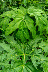 Close up of the large leaves of the Giant hogweed