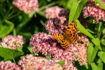 Schmetterling