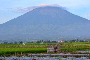 a rice field with a peasant hut with a backdrop of mountains and white clouds in Indonesia