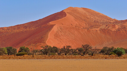 Front view of big well shaped orange colored sand dune with bald desert ground and some trees in foreground near Sossusvlei, Namib desert, Namibia, Africa.