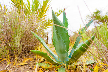 Cactus plants, succulent outdoors