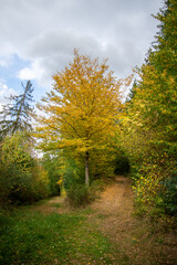 autumn in the forest in Luxembourg