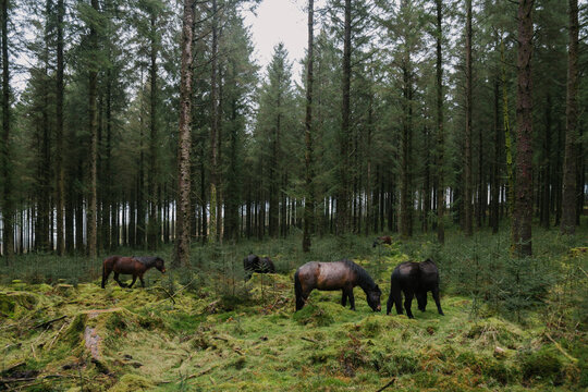 Wild Dartmoor Pony