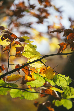Leaves with autumn colors