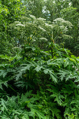Close view of  a tall plant of the giant hogweed