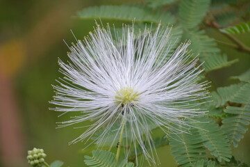 Obraz premium dandelion seed head