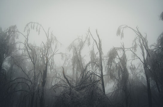 Trees in cold winter forest