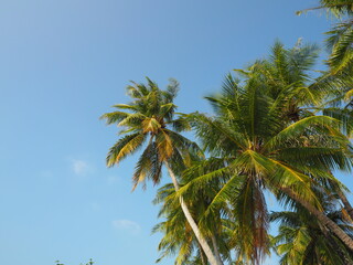 Blue sky and tropical trees  7