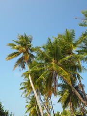 Obraz na płótnie Canvas Blue sky and tropical trees 3