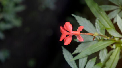 orange Habenaria rhodocheila hance wild orchid