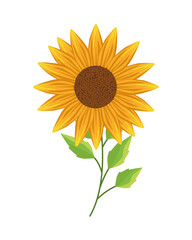 beautiful sun flower and leafs garden nature icon