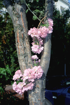 Pink flowers on the tree