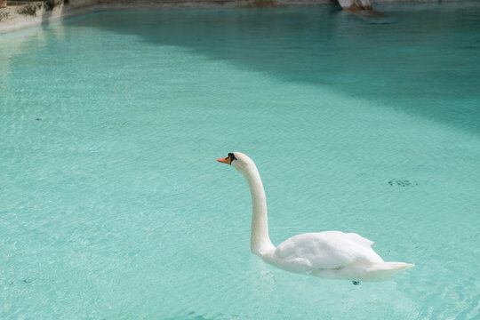 Swan swimming in a pond