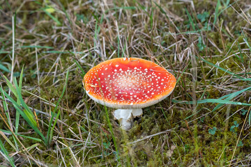 amanita muscaria fly agaric mushroom in the forest