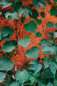 Gren grapevine on a red wall