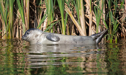 Common seal resting in shallow waters