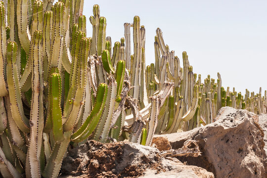 Row cactus to sun