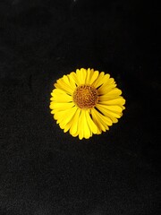 Yellow rudbeckia flower or coneflower on a black background. Autumn coneflowers. Background.
