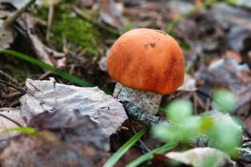 orange-cap mushroom in the forest