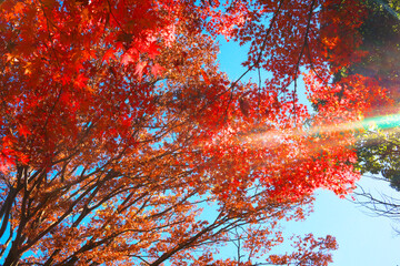 日本、青空と紅葉