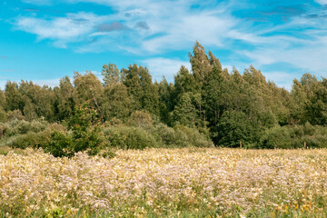 field of wildflowers