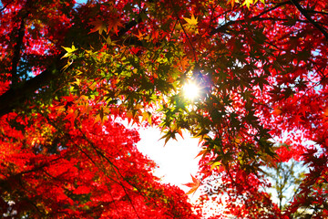 日本、太陽と紅葉