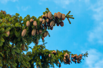 cones on a branch