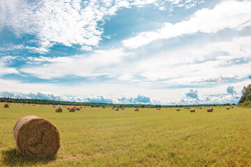 hay bales in the field