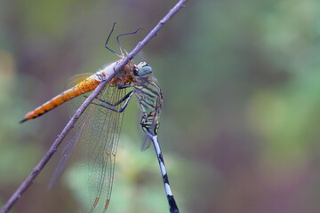 wild life