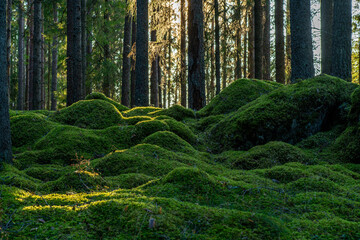 Fresh green moss covering the floor of a fir and pine forest in Sweden