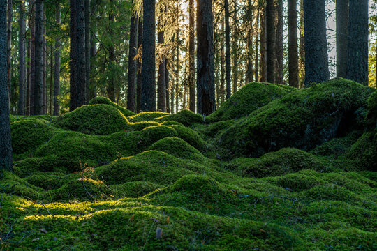 Fresh green moss covering the floor of a fir and pine forest in Sweden - Powered by Adobe