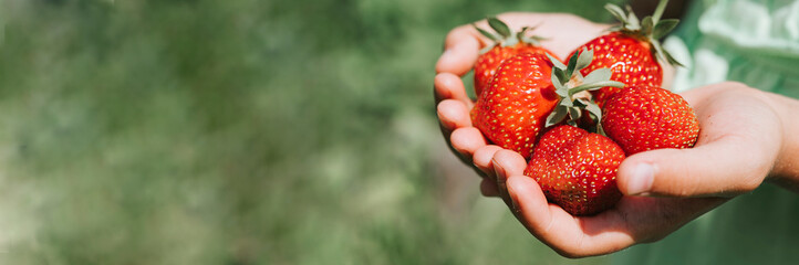 ripe strawberries in a child's girl hands on organic strawberry farm, people picking strawberries in summer season, harvest berries. space for text. banner - Powered by Adobe