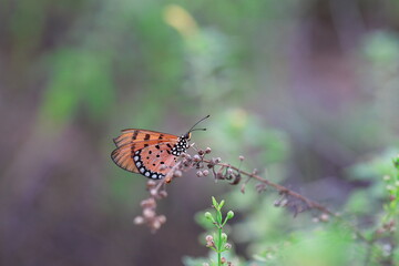 Tawny Coster butterfly