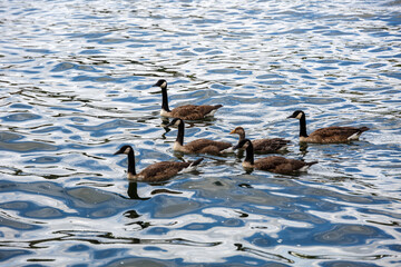 Group of geese swimming in the river