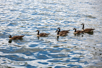 Group of geese swimming in the river