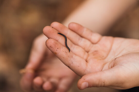 An up close shot of a child's hands holding a centipede