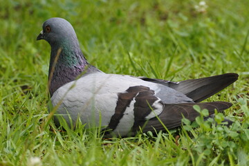 Rock pigeon is sitting in grasses.
