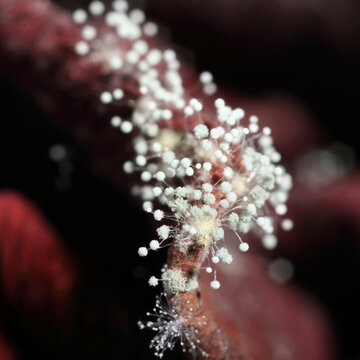 Extreme macro of growing fungus on a rose