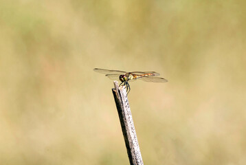 dragonfly on the bough