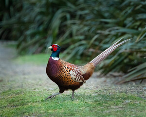 Colorful Ring-Necked Pheasant on the run with Flax plants in the background