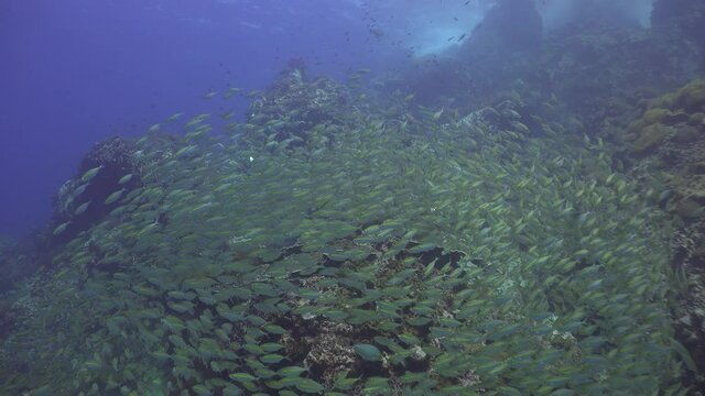 A School of The yellowstripe scad (Selaroides leptolepis) on the reef 