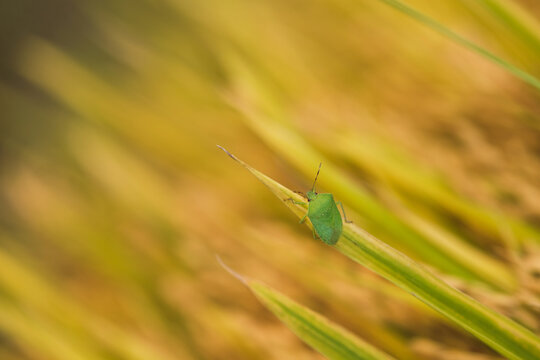 Ailanthus on rice leaf