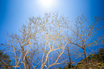 Fototapeta na wymiar Dried tree with blue sky